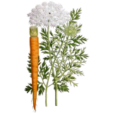 Carotte Bio racine en gélules (Daucus carotta)