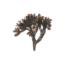 Carragaheen Chondrus crispus gélules Pullulan