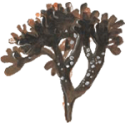Carragaheen Chondrus crispus gélules Pullulan