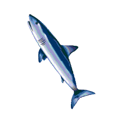 Cartilage de Requin en gélules