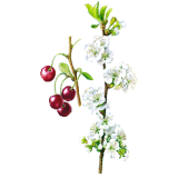 Queues de Cerise en gélules