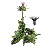Chardon Marie Bio en gélules (Silybum marianum)
