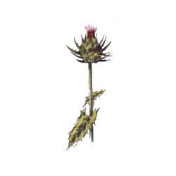 Chardon Roland racine gélules Pullulan