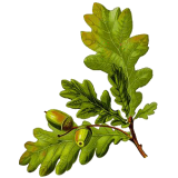 Chêne écorce en gélules (Quercus robur)