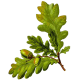 Chêne écorce en gélules (Quercus robur)