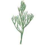 Criste Marine algue en gélules (Chrithmum maritimum)