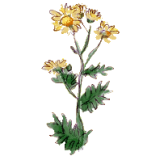 Chrysanthellum Americanum en gélules (foie et vésicule)