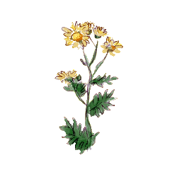 Chrysanthellum Americanum gélules Pullulan