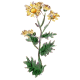 Chrysanthellum Americanum en gélules (foie et vésicule)