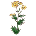 Chrysanthellum Americanum gélules Pullulan