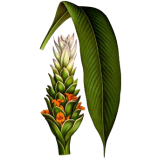 Curcuma longa racine BIO en gélules (anti-inflammatoire naturel)