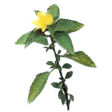 Damiana feuille en gélules (Turnera aphrodisiaca)