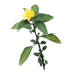 Damiana feuille gélules Pullulan