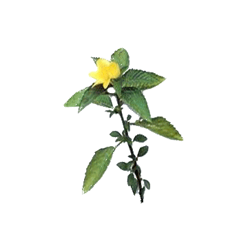 Damiana feuille gélules Pullulan