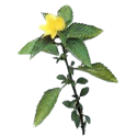 Damiana feuille gélules Pullulan