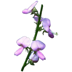 Desmodium en gélules Pullulan