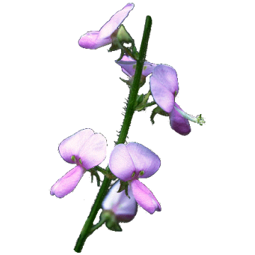 Desmodium en gélules Pullulan Desmodium en gélules Pullulan