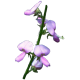 Desmodium en gélules (Desmodium adscendens)