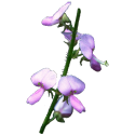 Desmodium en gélules Pullulan