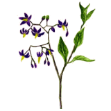 Douce Amère en gélules Pullulan (Solanum dulcamara)