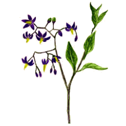 Douce Amère en gélules Pullulan