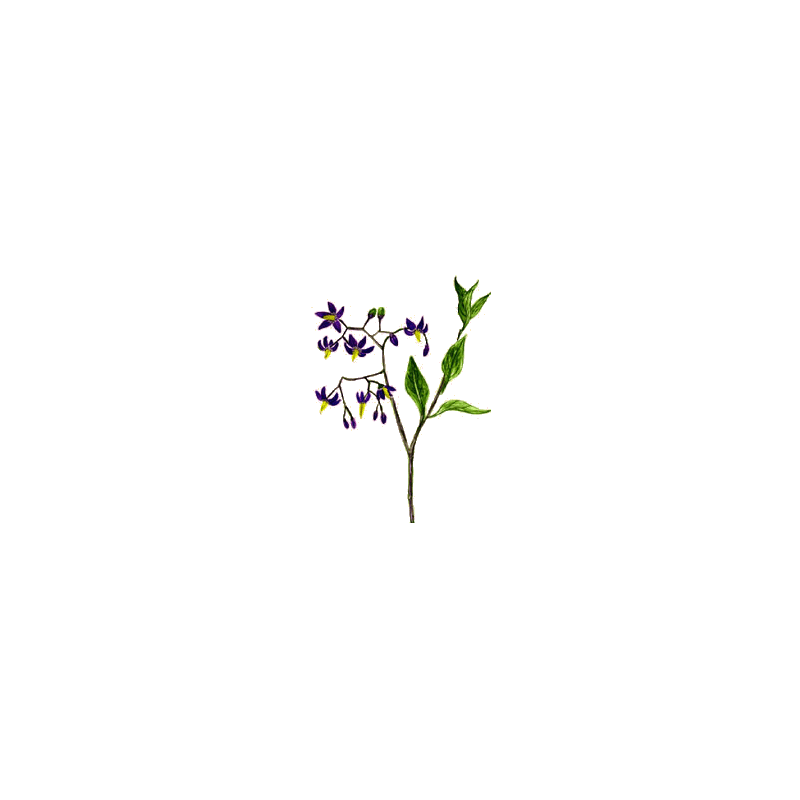 Douce Amère en gélules Pullulan (Solanum dulcamara)