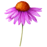 Echinacea purpurea racine BIO en gélules (Immunité)