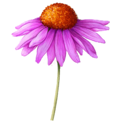 Echinacea Bio en gélules *