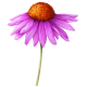 Echinacea purpurea racine BIO en gélules (Immunité)