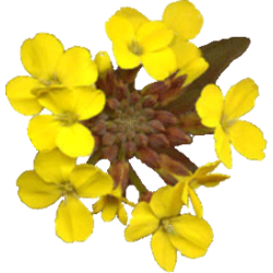 Erysimum gélules Pullulan