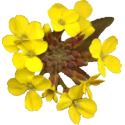 Erysimum gélules Pullulan