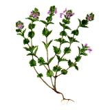 Euphraise en gélules (Euphrasia officinalis)