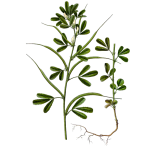 Fenugrec Bio en gélules (Trigonella foenum-graecum)