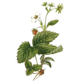 Fraisier racine en gélules Pullulan (Fragaria vesca)