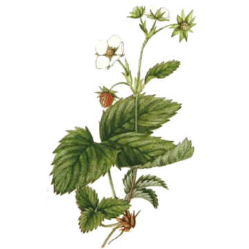 Fraisier racine en gélules Pullulan Fraisier racine en gélules Pullulan
