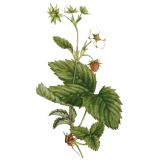 Fraisier feuille en gélules (Fragaria vesca)