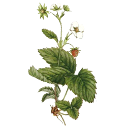 Fraisier feuille en gélules