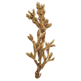Fucus algue en gélules (Varech vésiculeux)
