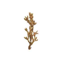 Fucus en gélules Pullulan