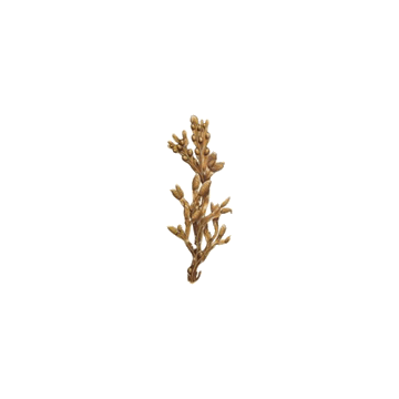 Fucus en gélules Pullulan
