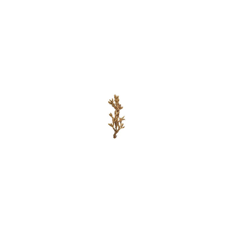 Fucus algue en gélules (Varech vésiculeux)