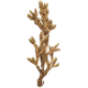 Fucus en gélules Pullulan