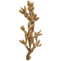 Fucus en gélules Pullulan