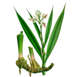 Galanga racine en gélules (Alpinia officinarum)