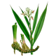 Galanga racine en gélules (Alpinia officinarum)