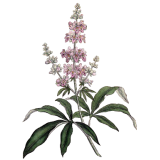 Gattilier Bio en gélules (Vitex agnus-castus)