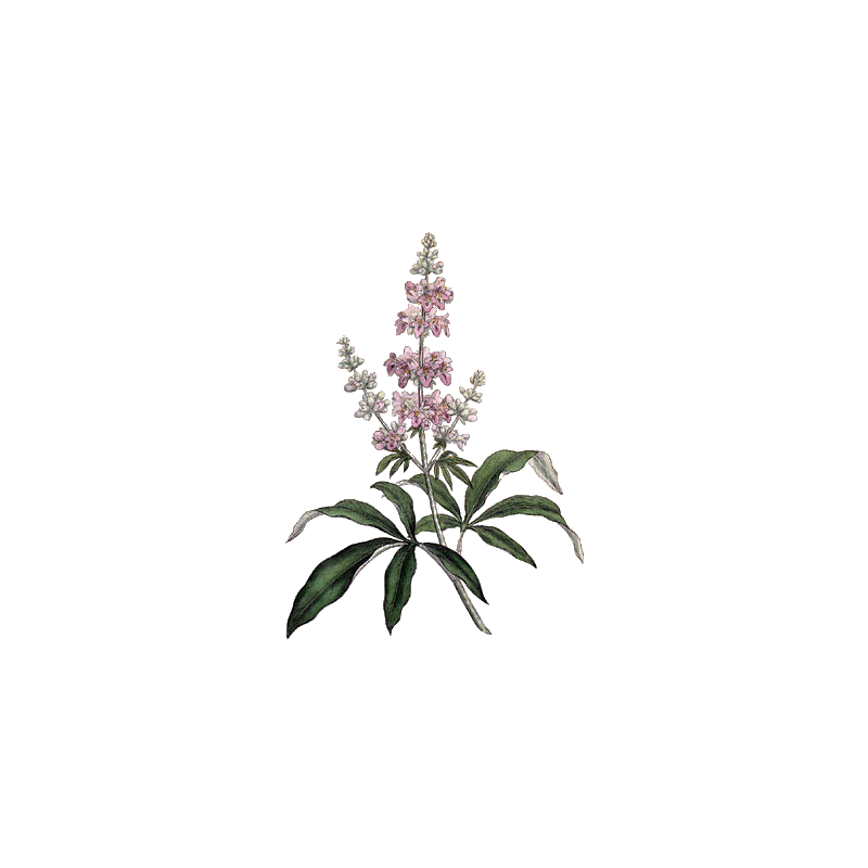Gattilier Bio en gélules (Vitex agnus-castus)