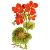 Géranium Robert en gélules (Geranium robertianum)