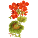 Géranium Robert en gélules (Geranium robertianum)