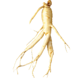 Ginseng Rouge bio en gélules Panax ginseng Meyer (Tonus et Forme)
